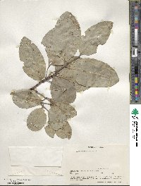 Elaeodendron buchananii image