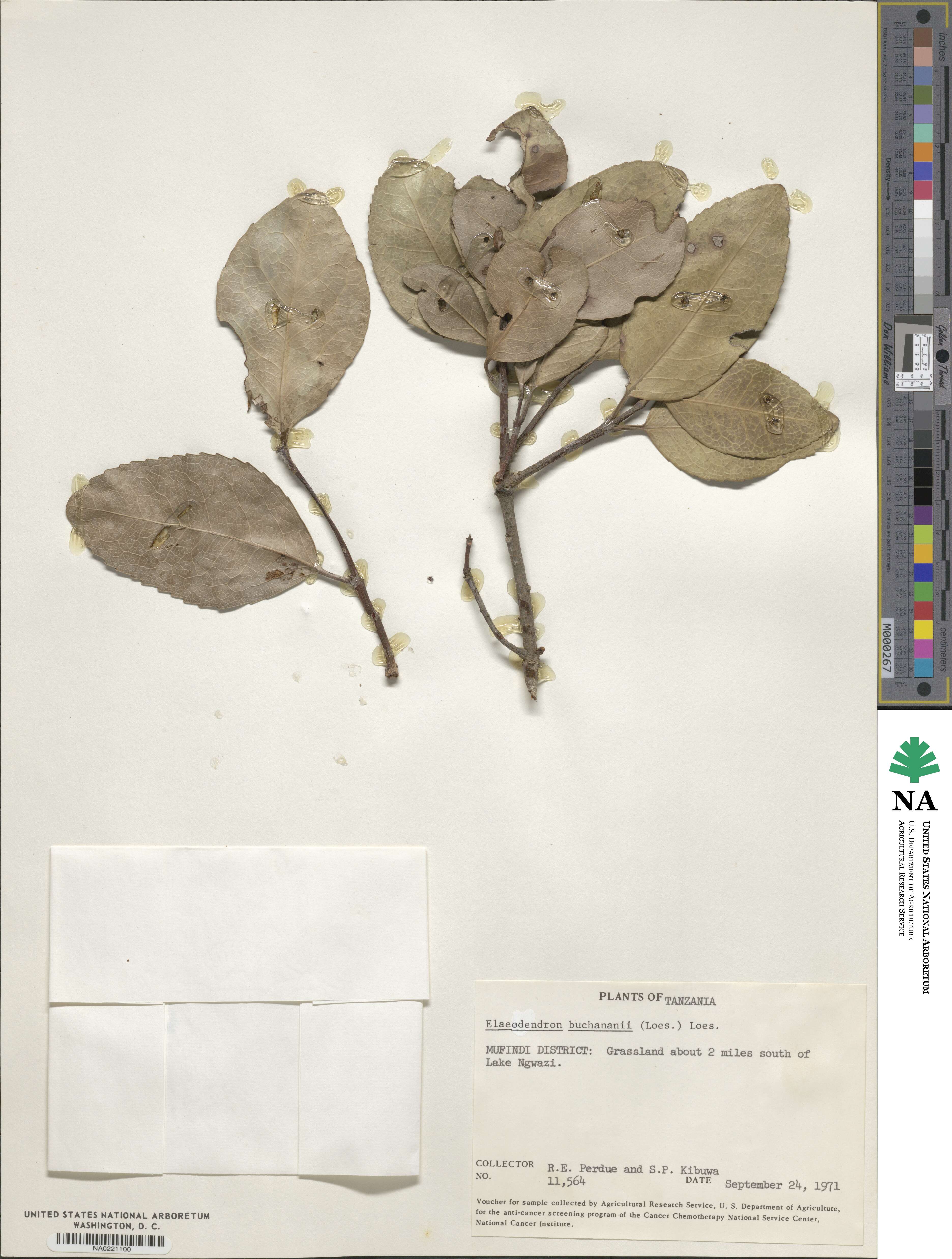 Elaeodendron buchananii image