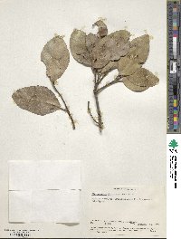 Elaeodendron buchananii image