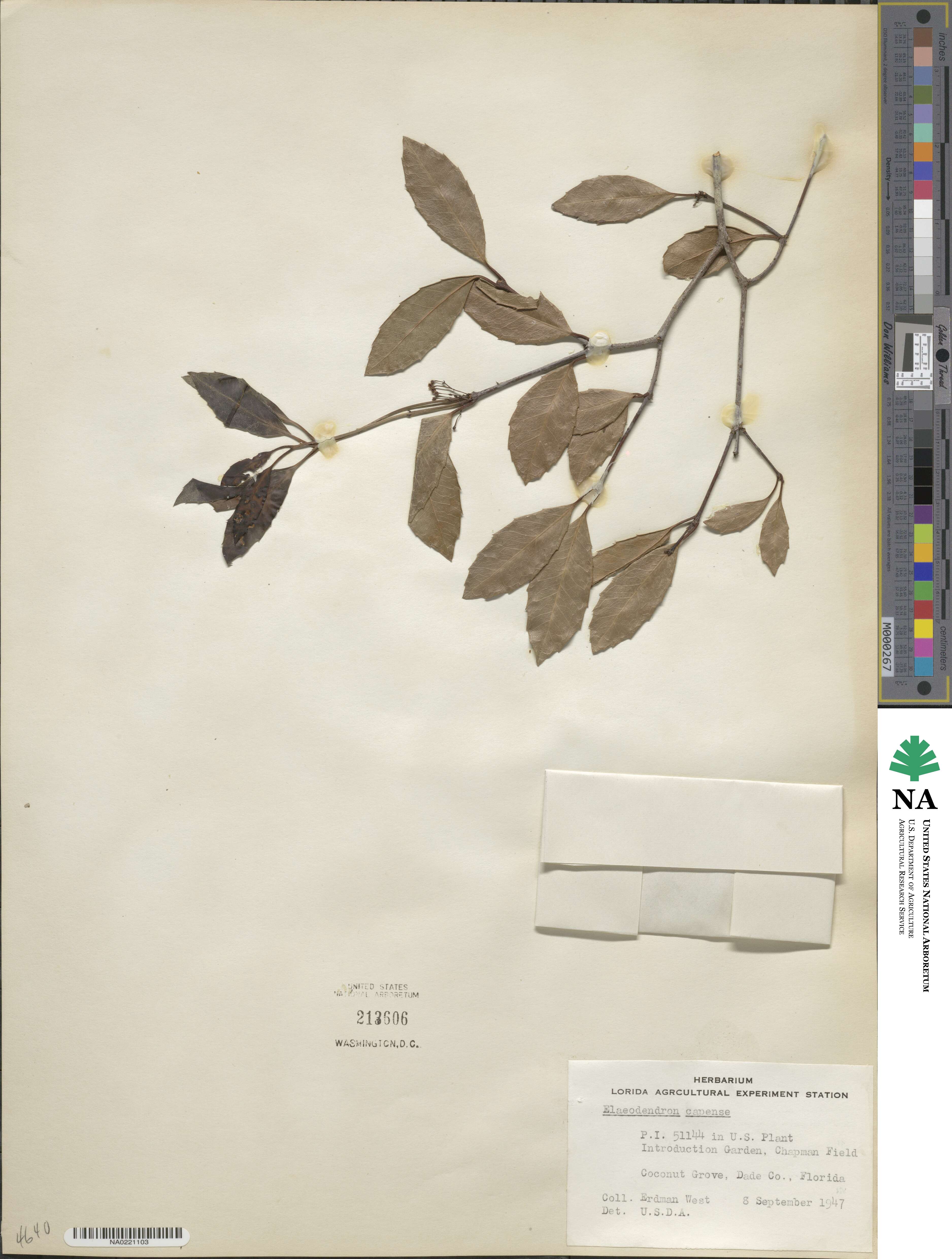 Elaeodendron croceum image