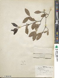 Image of Elaeodendron croceum