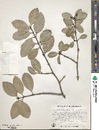 Elaeodendron croceum image