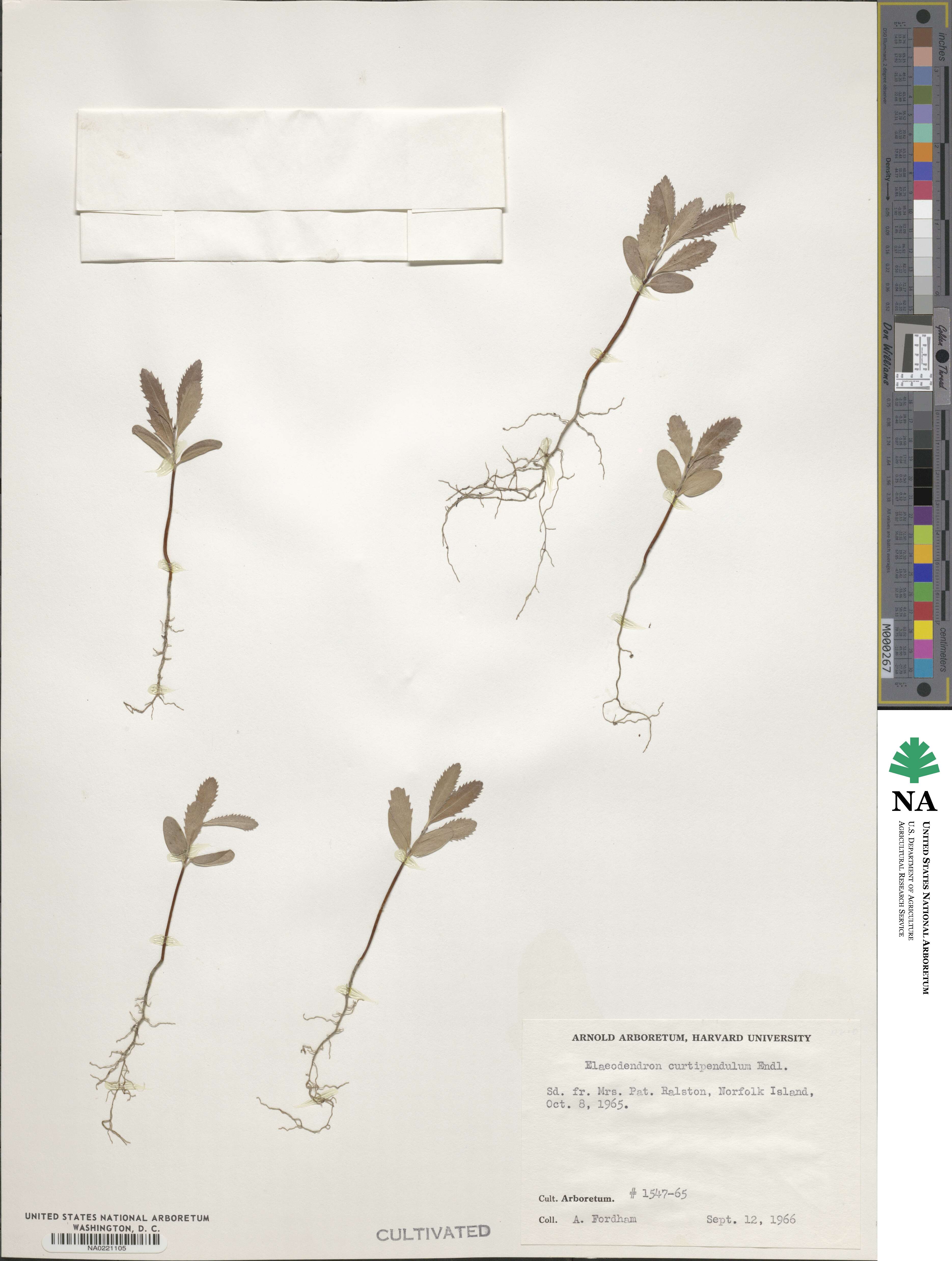 Elaeodendron curtipendulum image