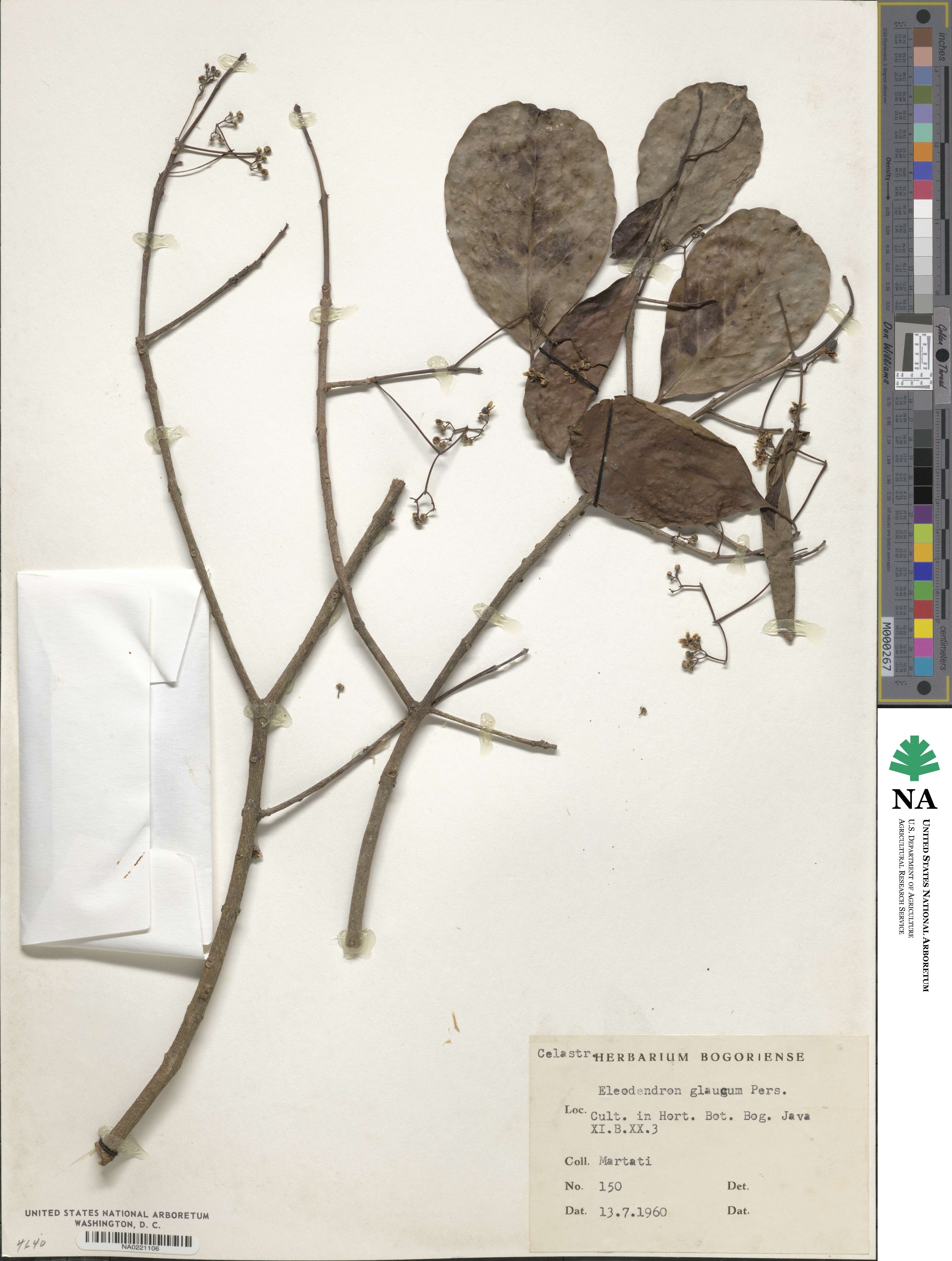 Elaeodendron glaucum image