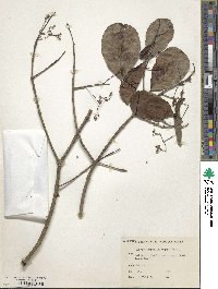 Elaeodendron glaucum image