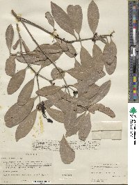 Elaeodendron orientale image