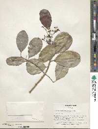 Elaeodendron orientale image