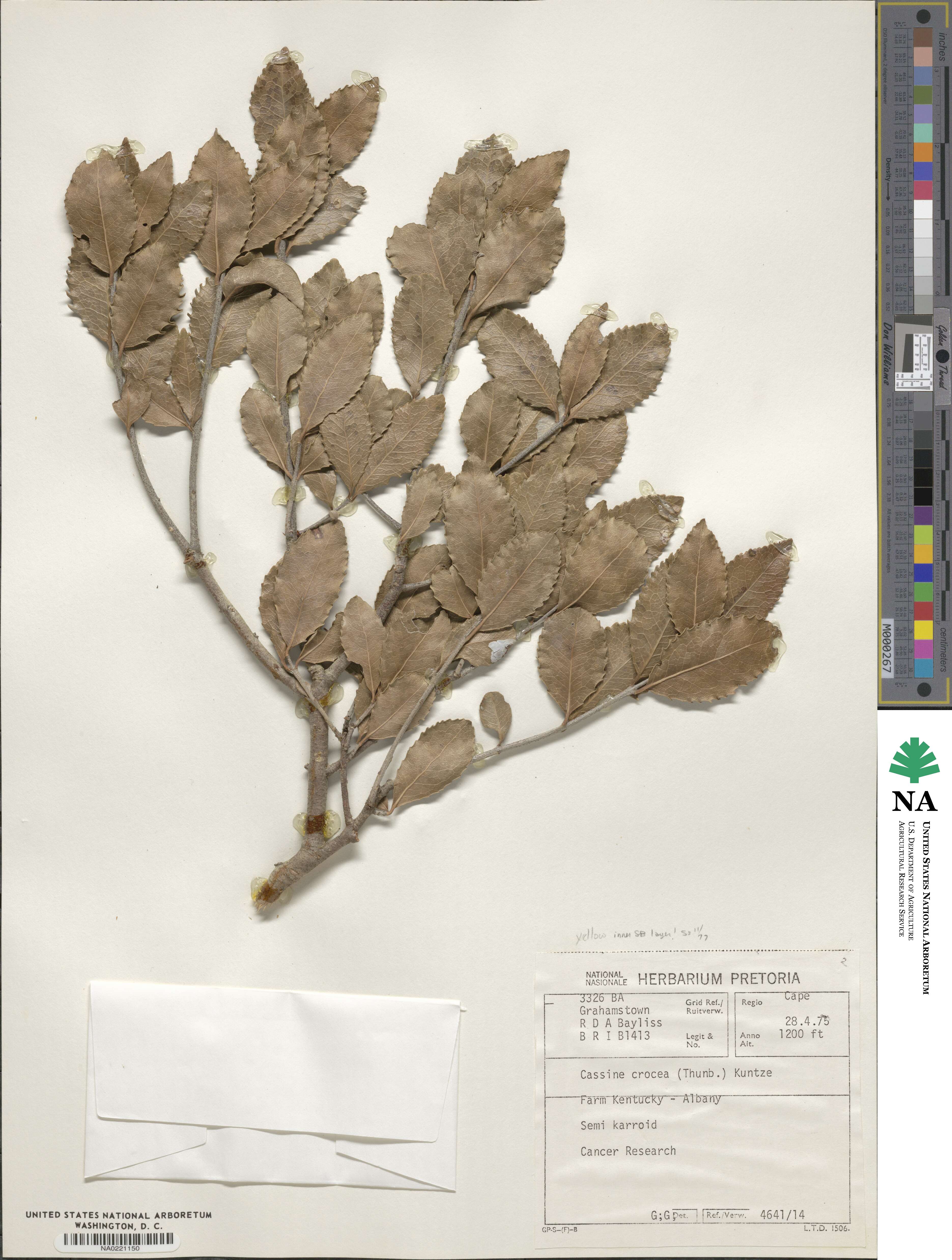 Elaeodendron croceum image