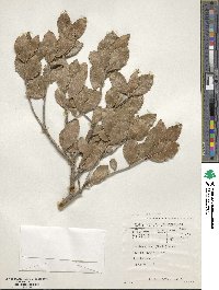 Elaeodendron croceum image