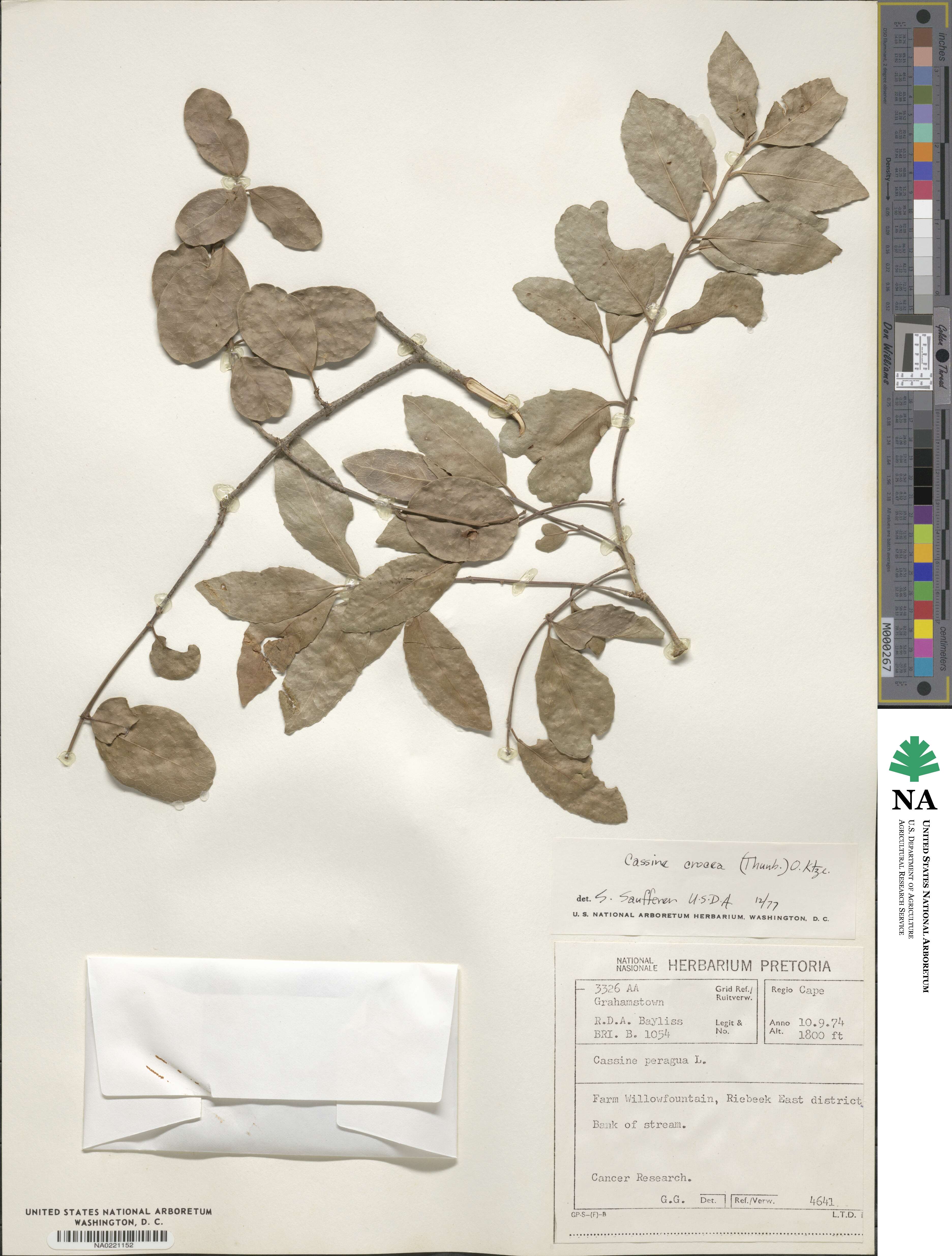 Elaeodendron croceum image