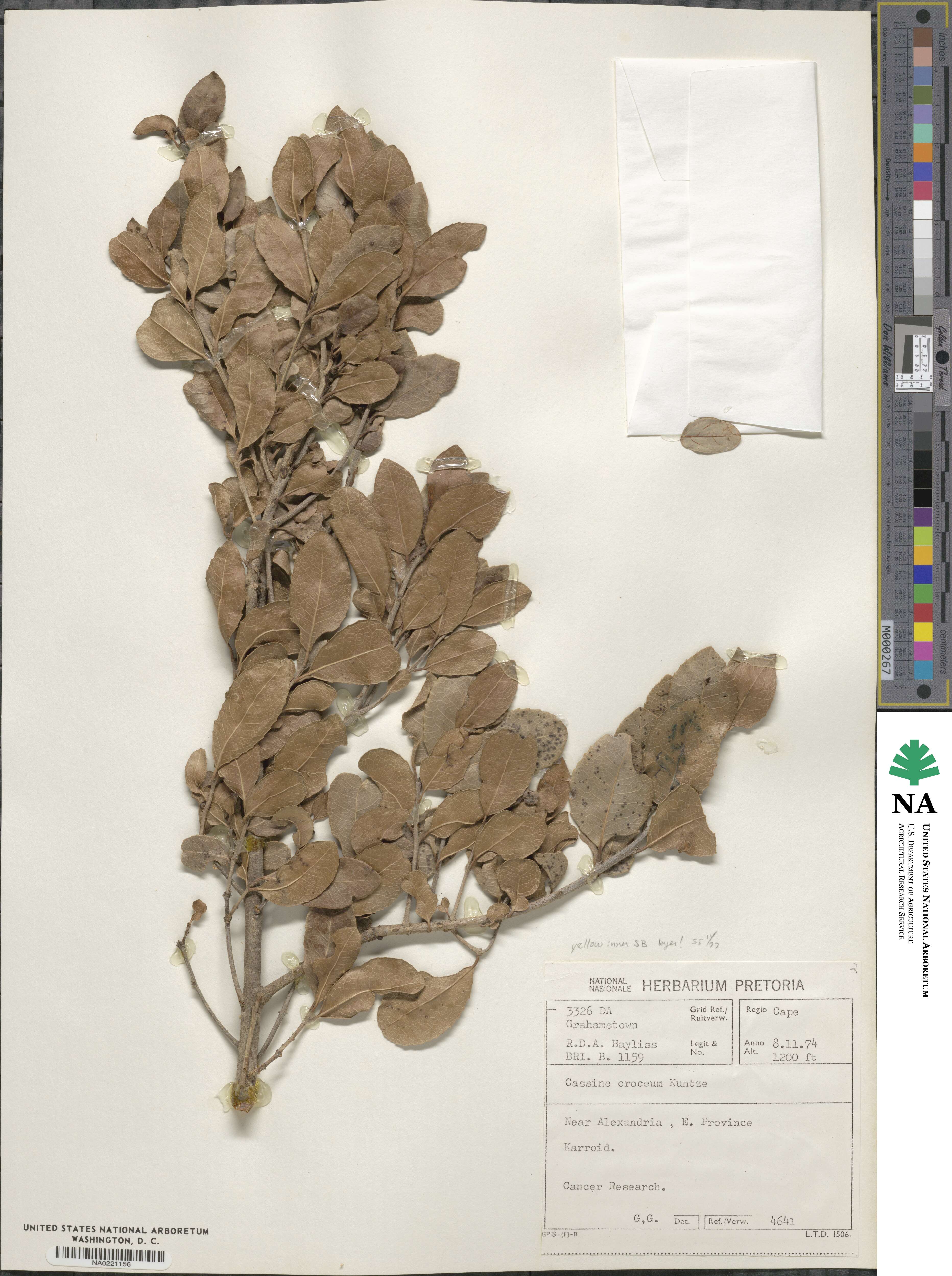 Elaeodendron croceum image