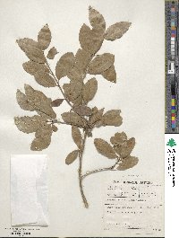 Elaeodendron croceum image