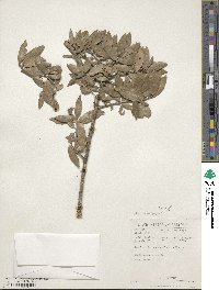 Elaeodendron croceum image