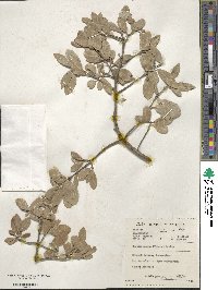 Elaeodendron croceum image