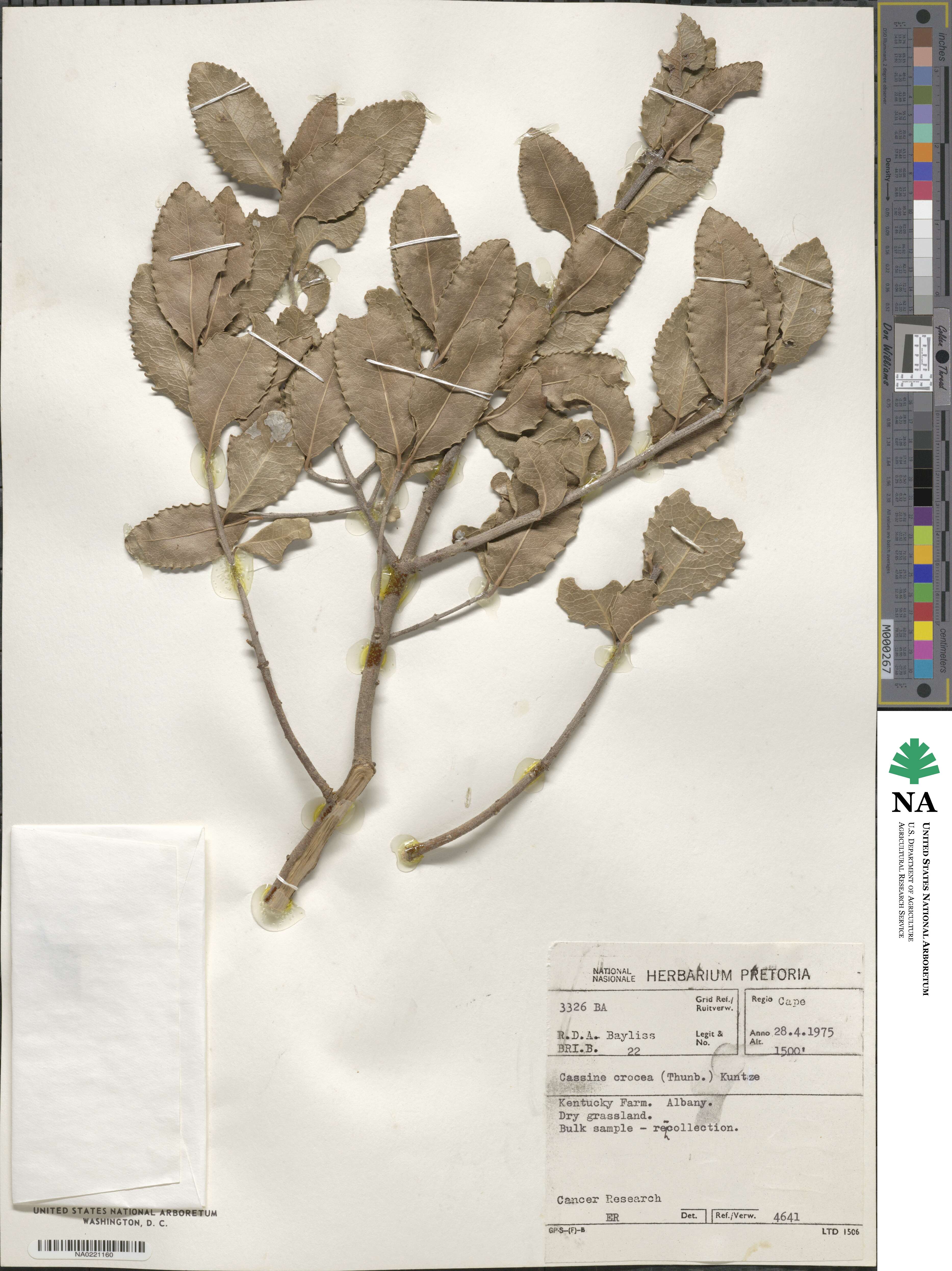 Elaeodendron croceum image