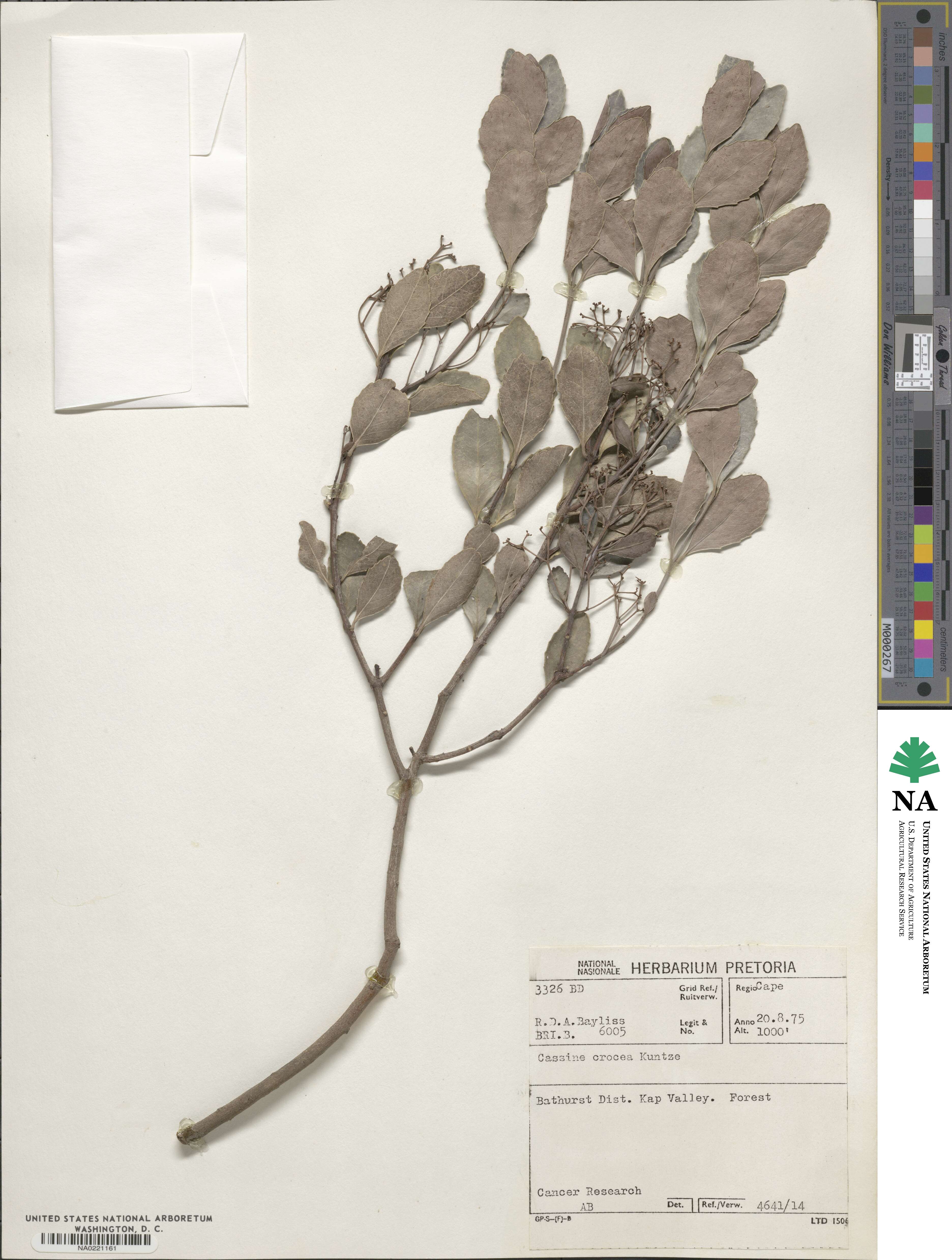 Elaeodendron croceum image