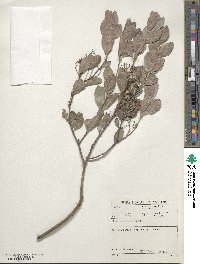 Elaeodendron croceum image