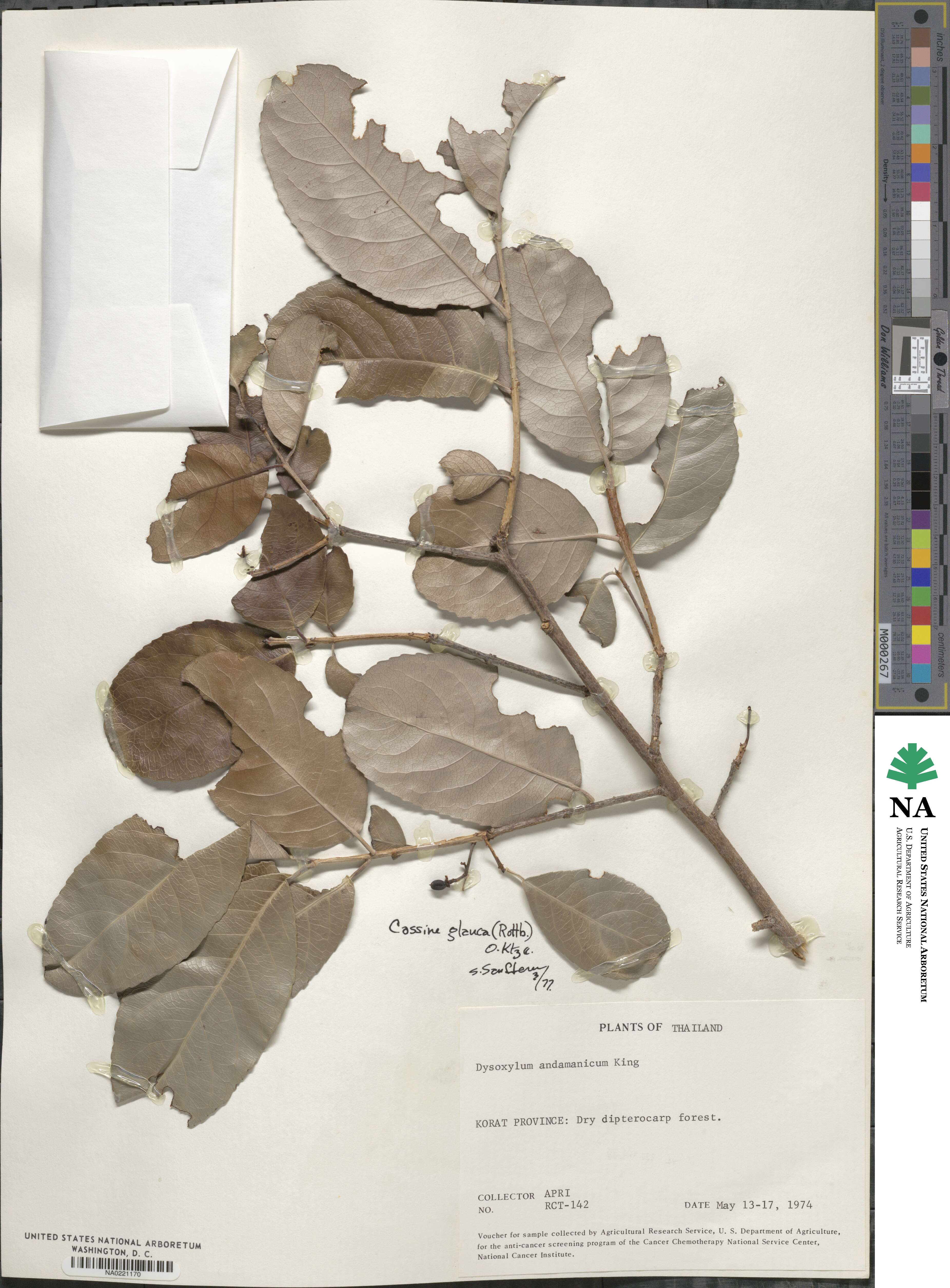 Elaeodendron glaucum image