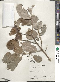 Elaeodendron glaucum image