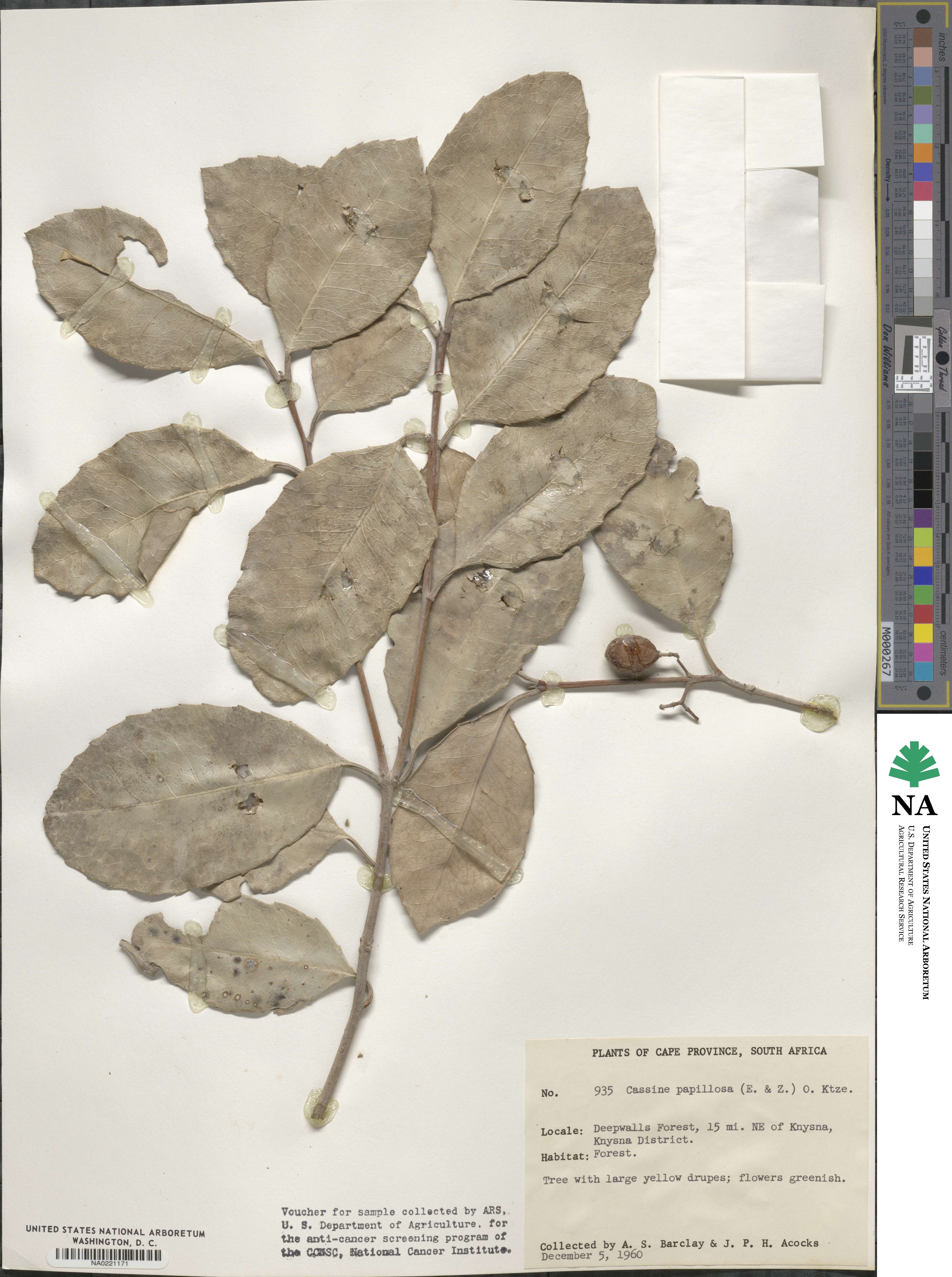 Elaeodendron croceum image