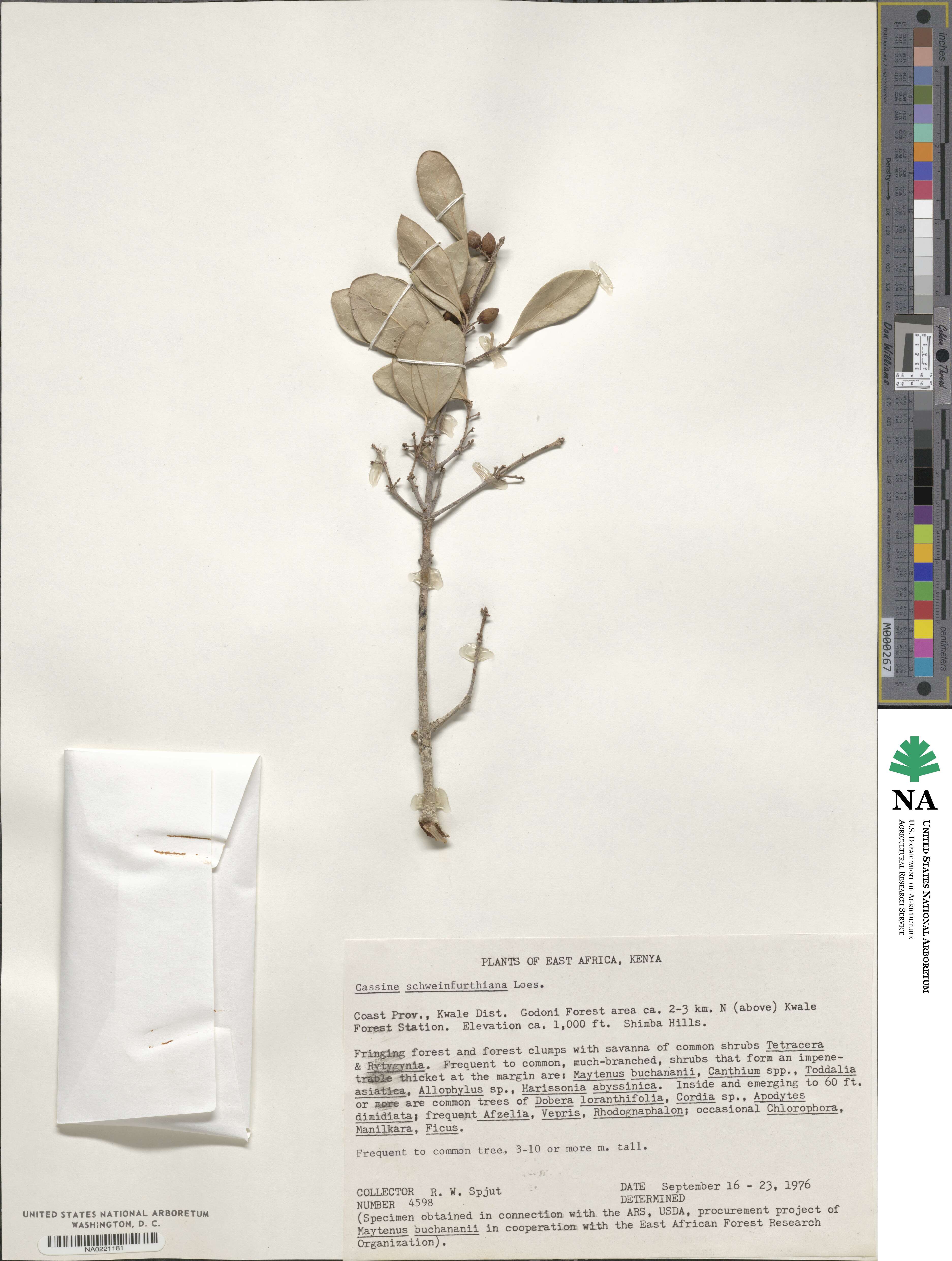 Elaeodendron schweinfurthianum image