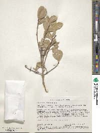 Elaeodendron schweinfurthianum image