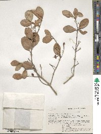 Elaeodendron schweinfurthianum image