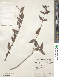 Lauridia tetragona image