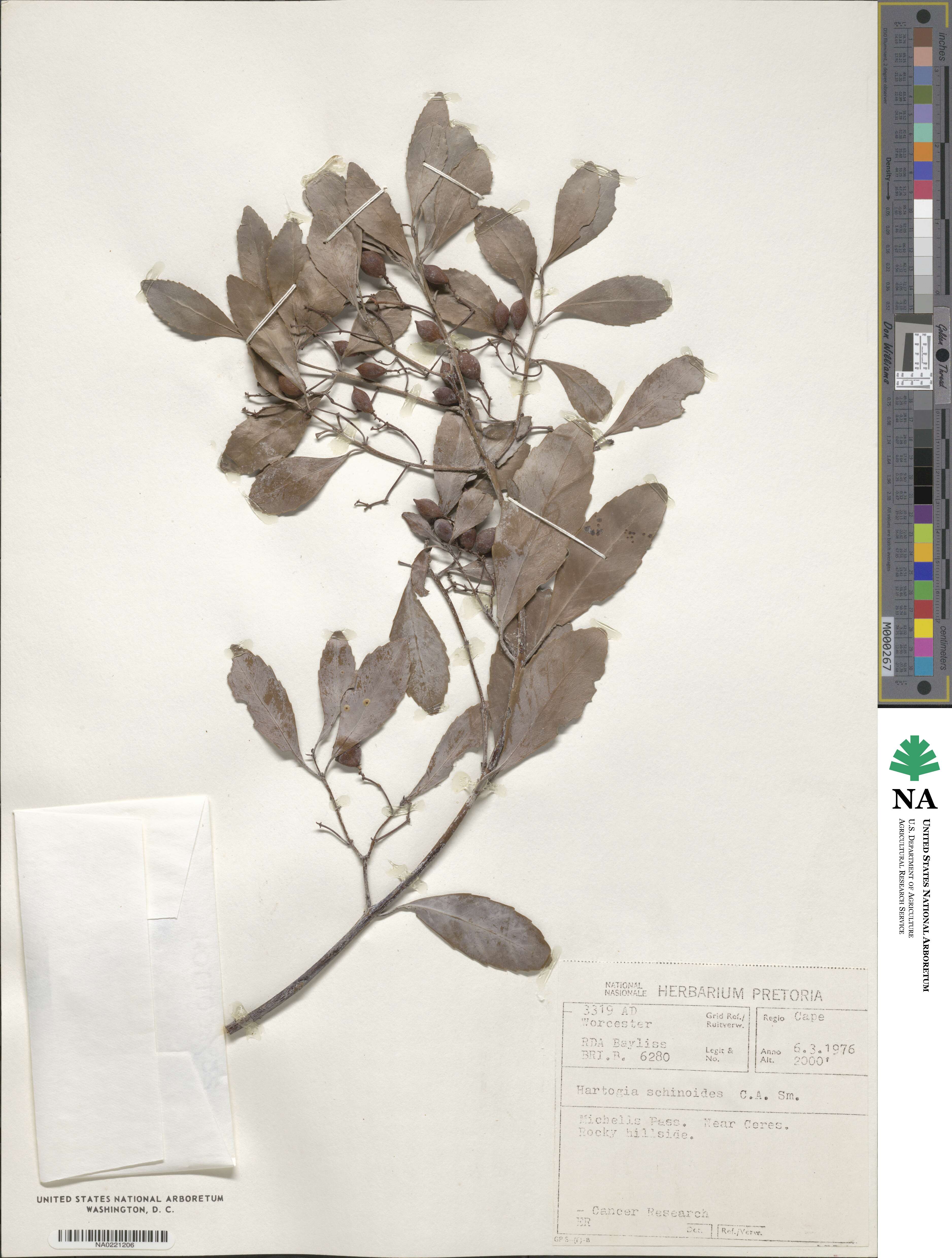 Elaeodendron schinoides image