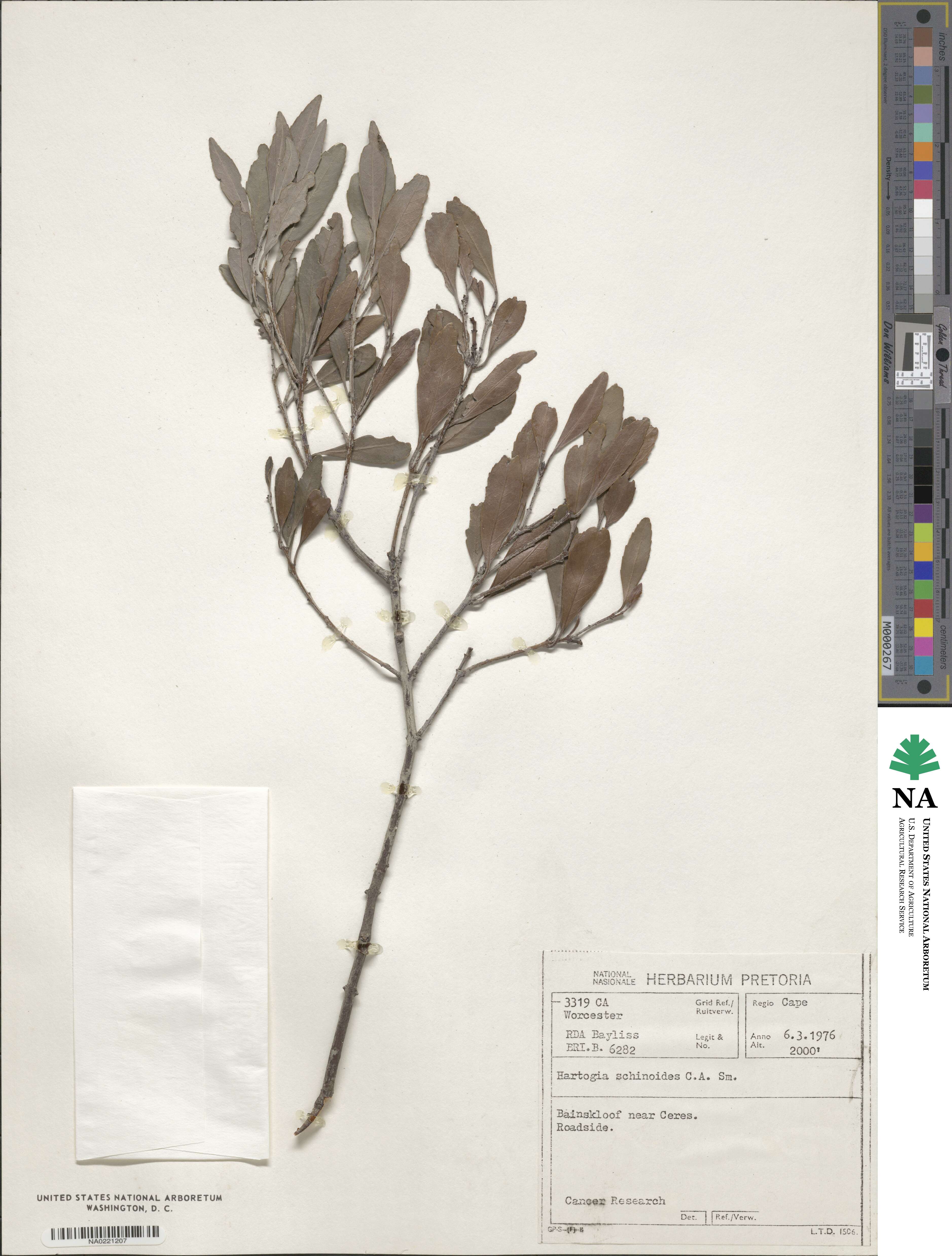 Elaeodendron schinoides image