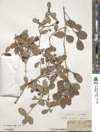 Gyminda latifolia image