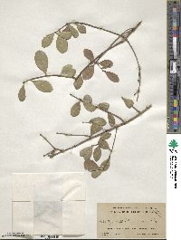 Gyminda latifolia image