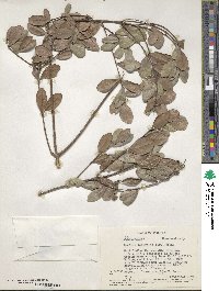 Gyminda latifolia image