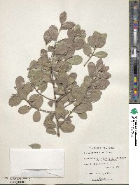 Gyminda latifolia image