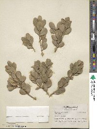 Gyminda latifolia image