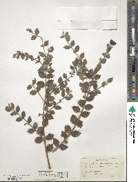 Image of Crossopetalum ilicifolium