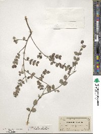 Crossopetalum ilicifolium image