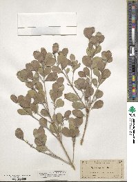 Crossopetalum rhacoma image