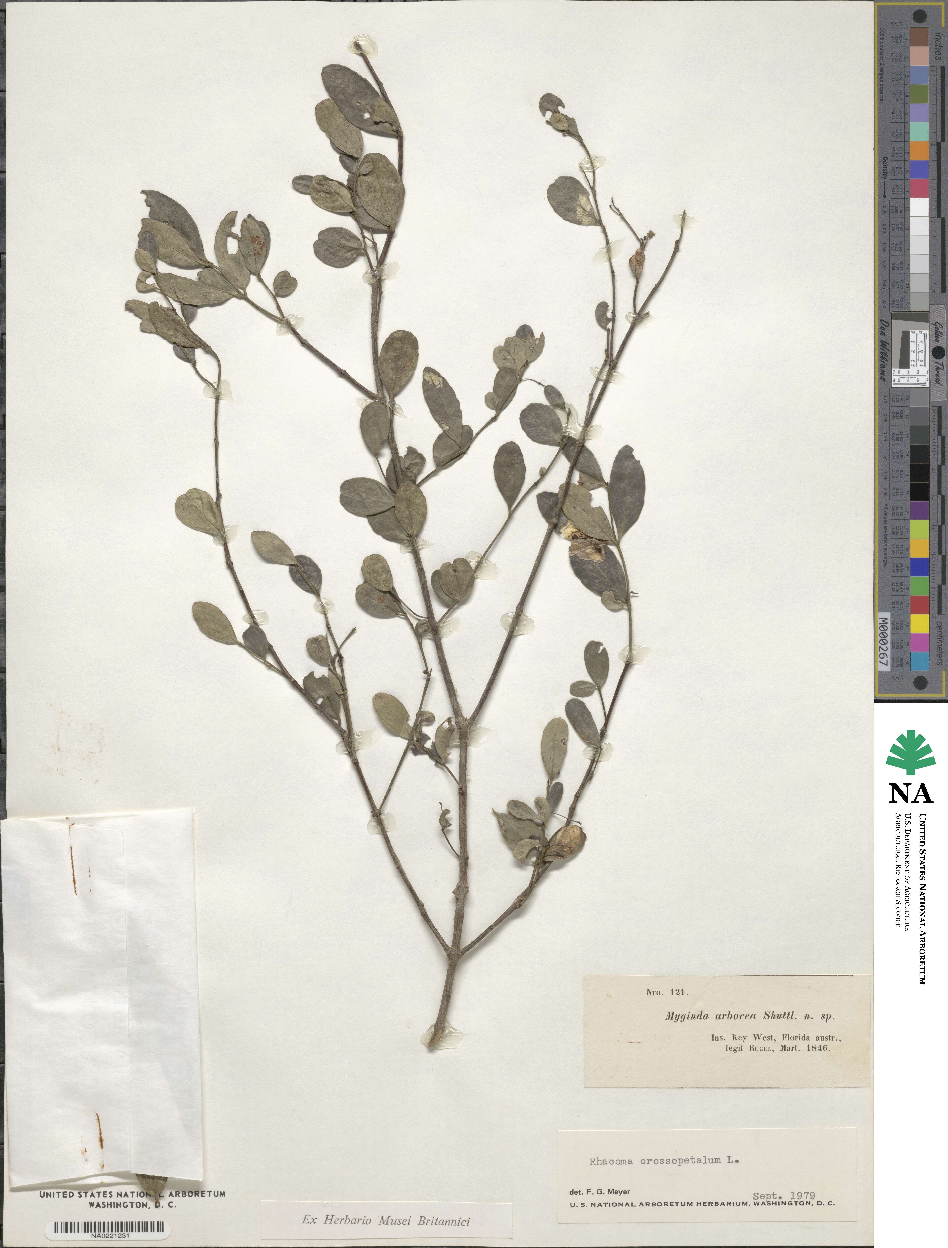 Crossopetalum image