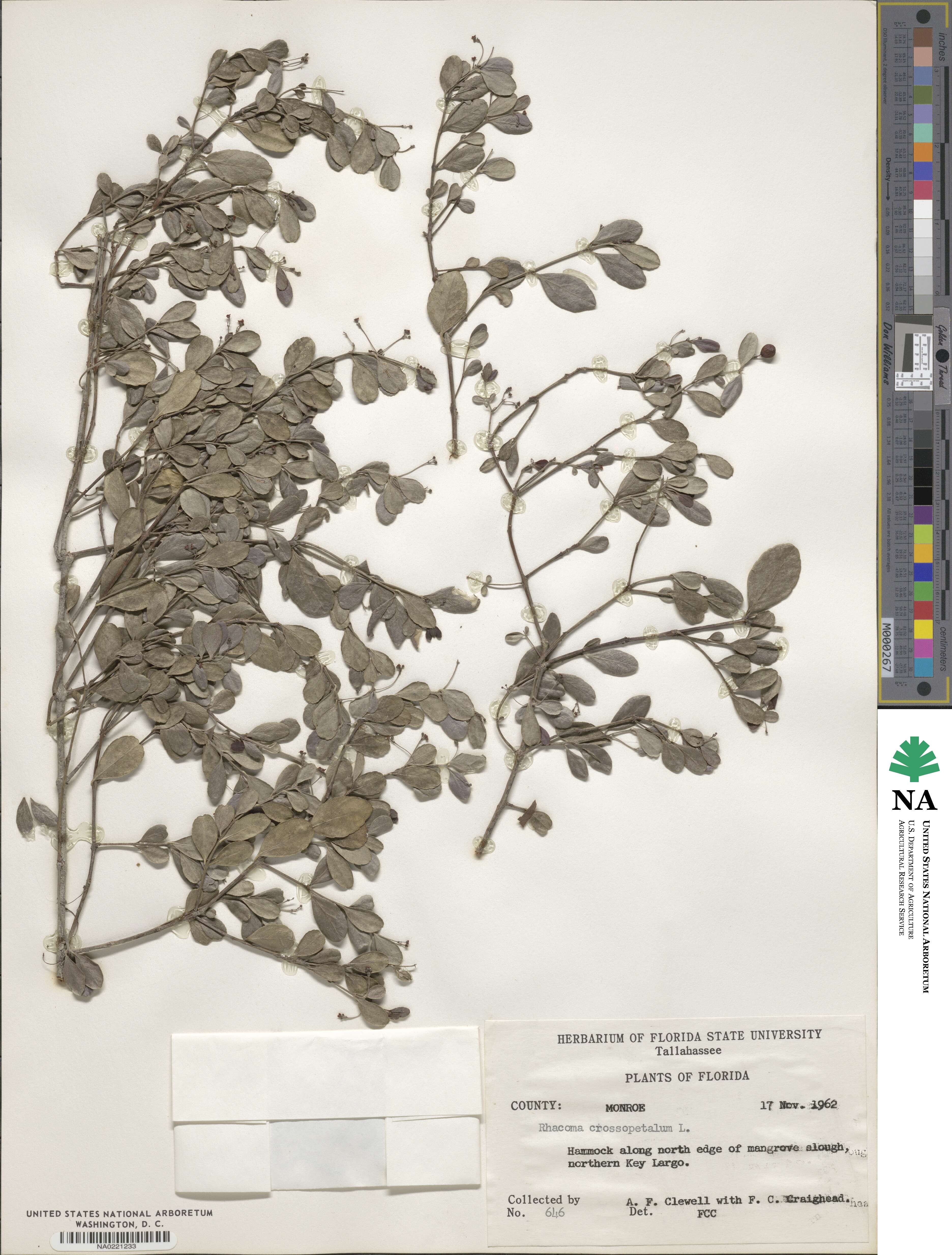 Crossopetalum image