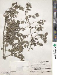 Crossopetalum rhacoma image