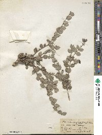 Crossopetalum ilicifolium image