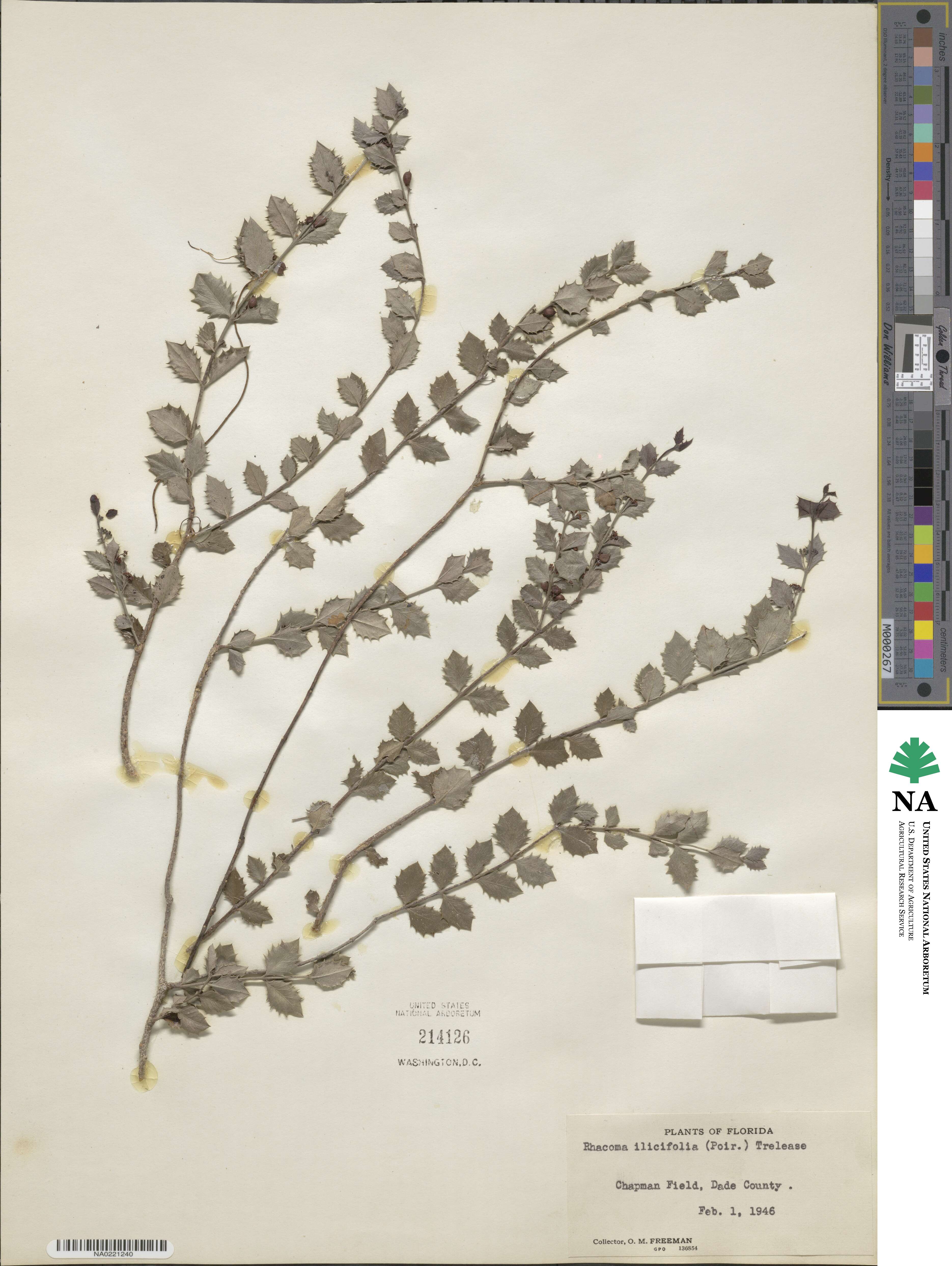 Crossopetalum ilicifolium image