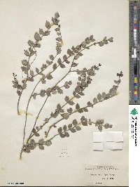 Crossopetalum ilicifolium image