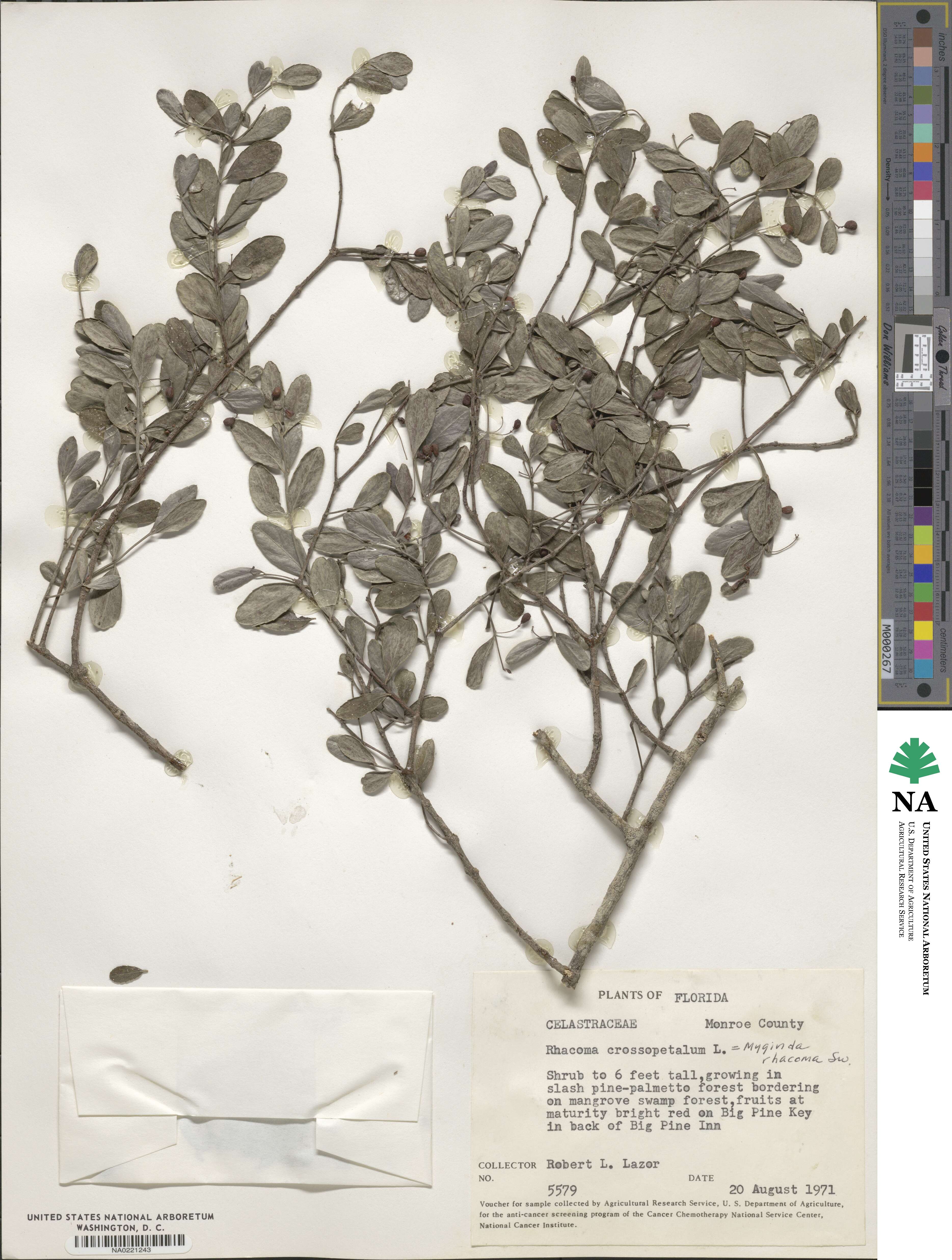 Crossopetalum rhacoma image