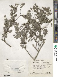 Crossopetalum rhacoma image