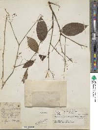 Image of Crossopetalum parviflorum