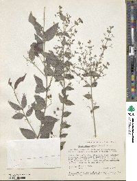 Crossopetalum uragoga image