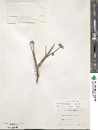 Image of Crossopetalum aquifolium