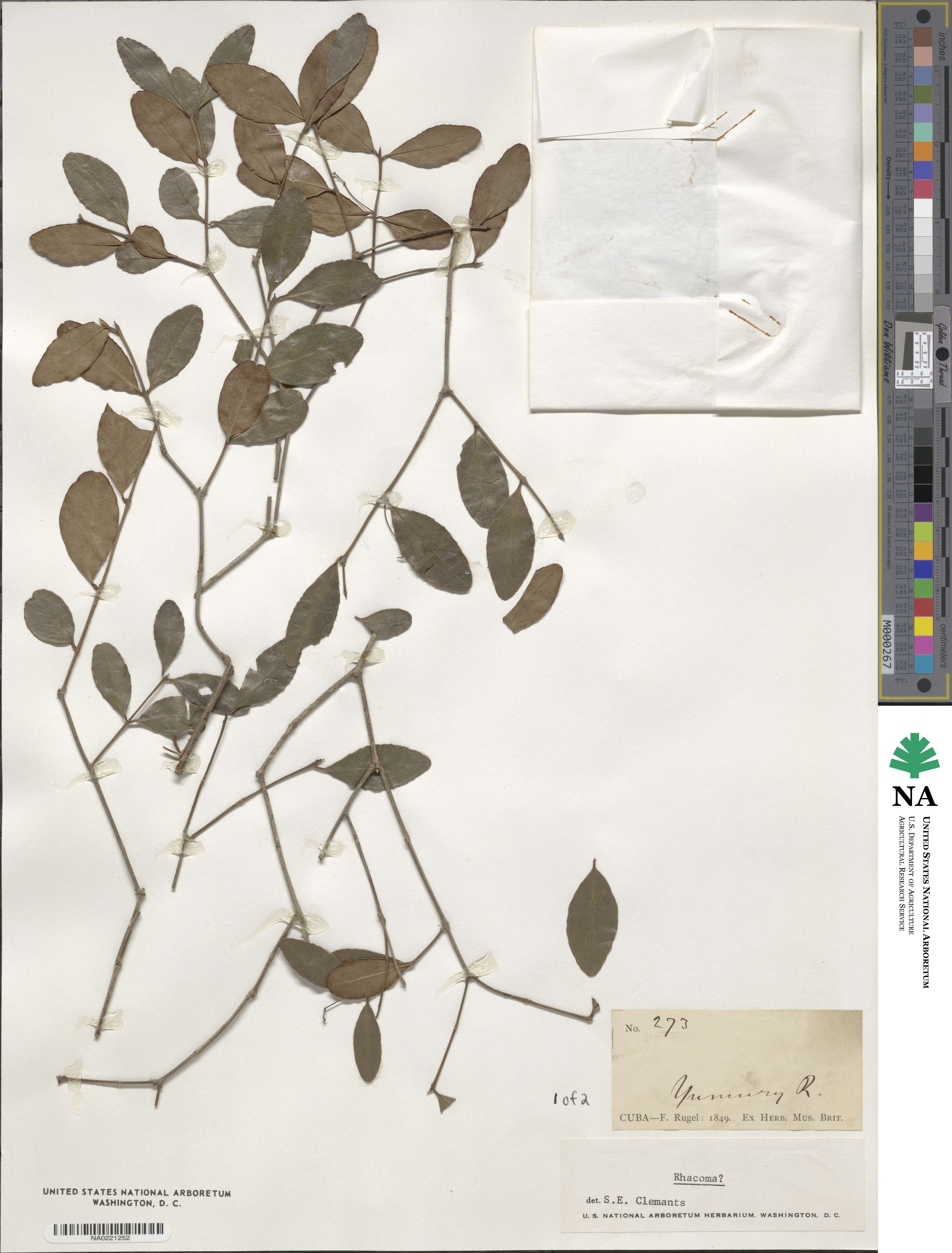 Crossopetalum image